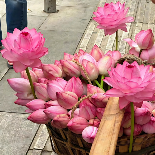 Bonsai Lotus Flower Seeds